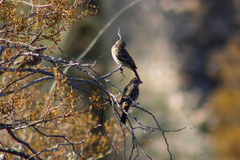 Haemorhous mexicanus