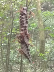 Mischocyttarus phthisicus