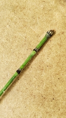 Equisetum × nelsonii