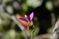 Polygala recognita