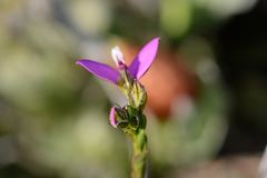 Polygala recognita