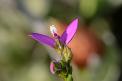 Polygala recognita