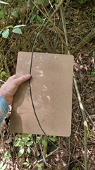 Equisetum × nelsonii