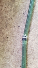 Equisetum × nelsonii