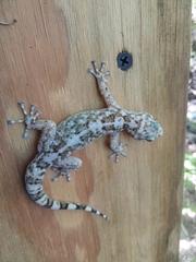 Phyllodactylus xanti