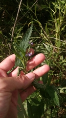 Verbena × engelmannii