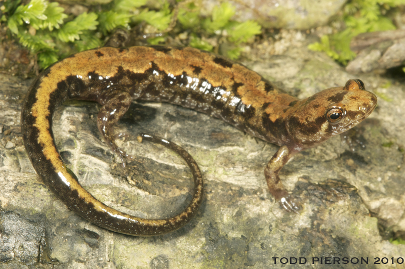 Carolina Mountain Dusky Salamander