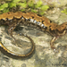 Carolina Mountain Dusky Salamander - Photo (c) Todd Pierson, some rights reserved (CC BY-NC-SA)
