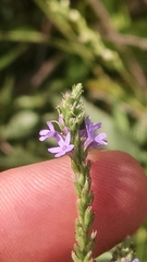 Verbena × engelmannii