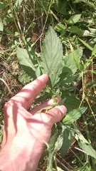 Verbena × engelmannii
