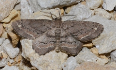 Hypagyrtis brendae
