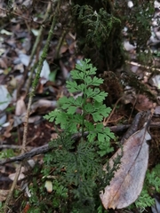 Asplenium dareoides