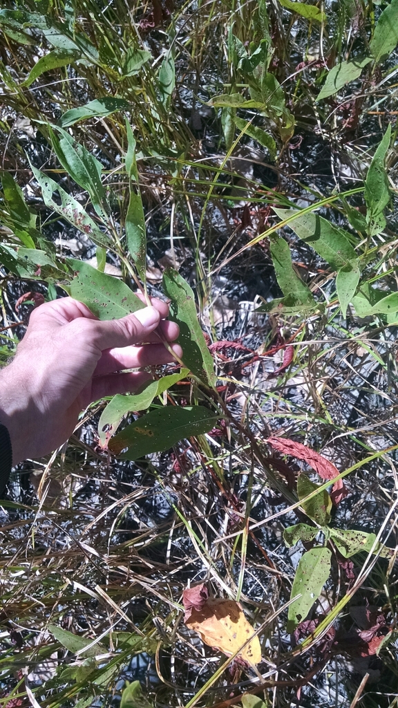 Longroot smartweed from new trier extension 30 w frontage road