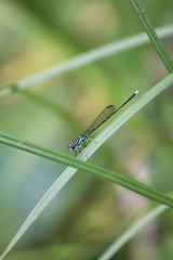 Pseudocopera annulata