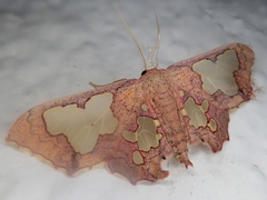 Pseudasellodes laternaria