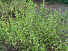 Thymus camphoratus