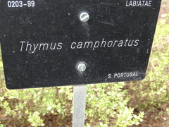 Thymus camphoratus
