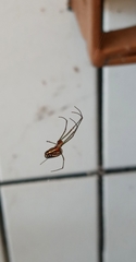 Leucauge