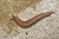 Philomycus flexuolaris