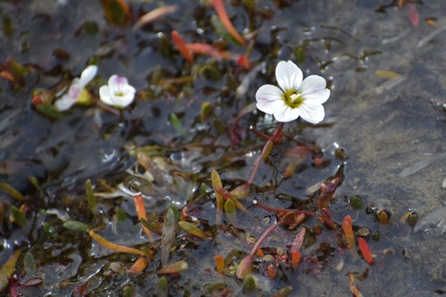 Bostock's minerslettuce (Montia bostockii)