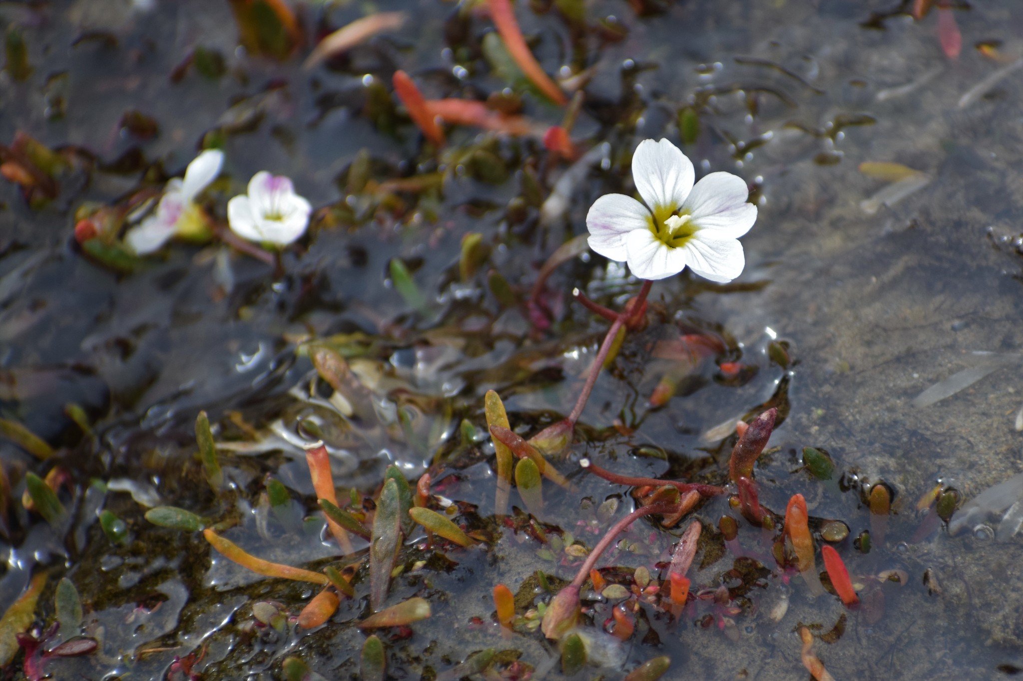 Montia bostockii