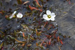 Montia bostockii