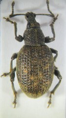 Otiorhynchus nubilus