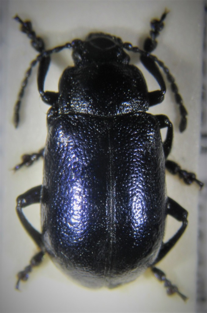 Oreina elongata