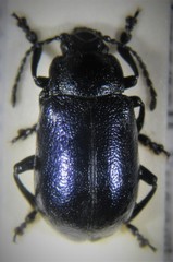 Oreina elongata ruffoi