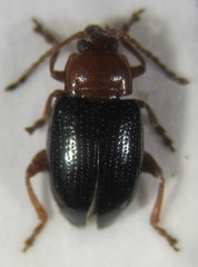 Neocrepidodera spectabilis