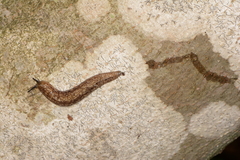 Philomycus flexuolaris