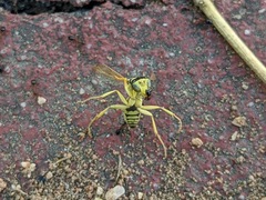 Polistes mongolicus