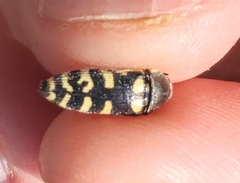 Acmaeodera alicia