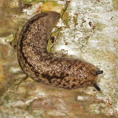 Philomycus flexuolaris