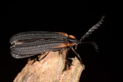 Leptoceletes basalis