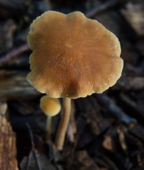 Fungi