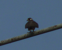 Falco peregrinus