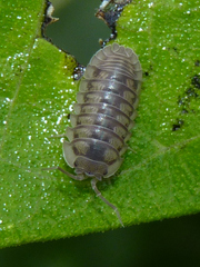 Armadillidium nasatum