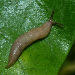 Deroceras