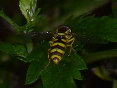 Xanthogramma flavipes