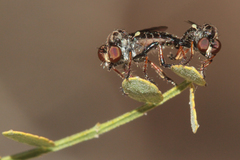 Hadrokolos texanus