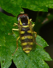 Xanthogramma flavipes