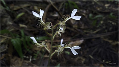 Odontochilus tashiroi