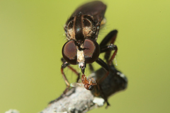 Hadrokolos texanus