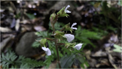 Odontochilus brevistylis