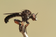 Hadrokolos texanus