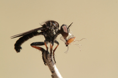 Hadrokolos texanus