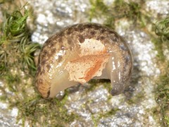 Philomycus flexuolaris