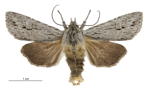 Physetica sequens