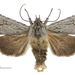 Physetica sequens - Photo (c) Landcare Research New Zealand Ltd., μερικά δικαιώματα διατηρούνται (CC BY)